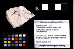 Foto (Objekt + Etiketten) von Goniodromites bidentatus (Reuss, 1858) 